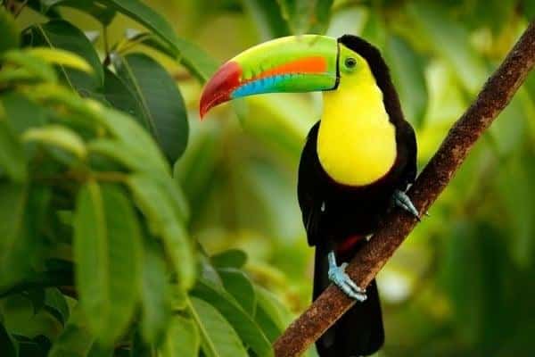 21 Birds of Costa Rica. A guide with species, seasons and where to see them.