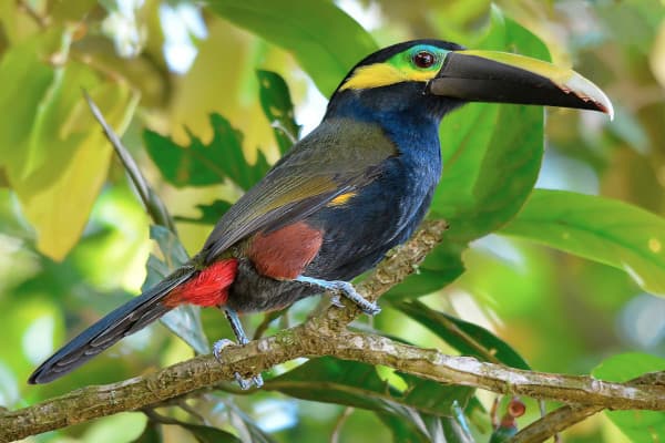 Toucans in Costa Rica ¿How many species could you find?