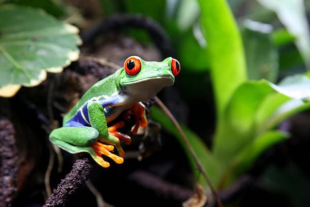 10 Exciting frogs in Costa Rica. Where and when to see them?