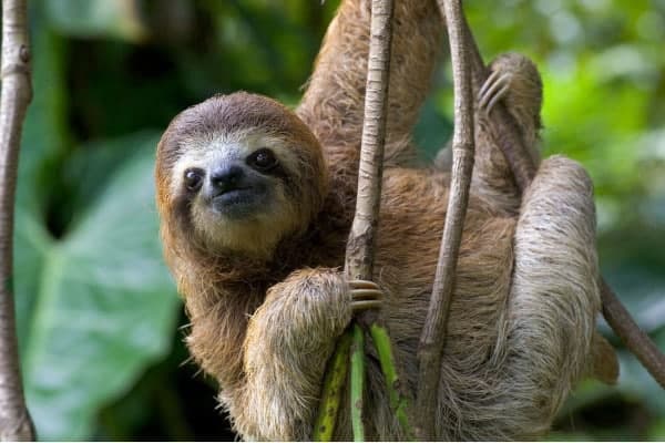 Sloths in Costa Rica. Complete guide with information, tours and prices.