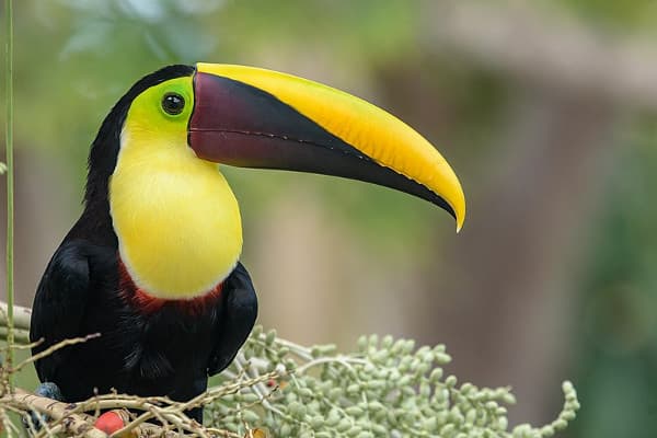 5 birds you must see in Costa Rica