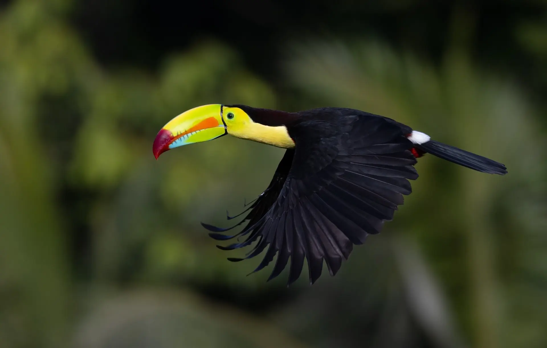 A Keel Billed Toucan In Costa Rica