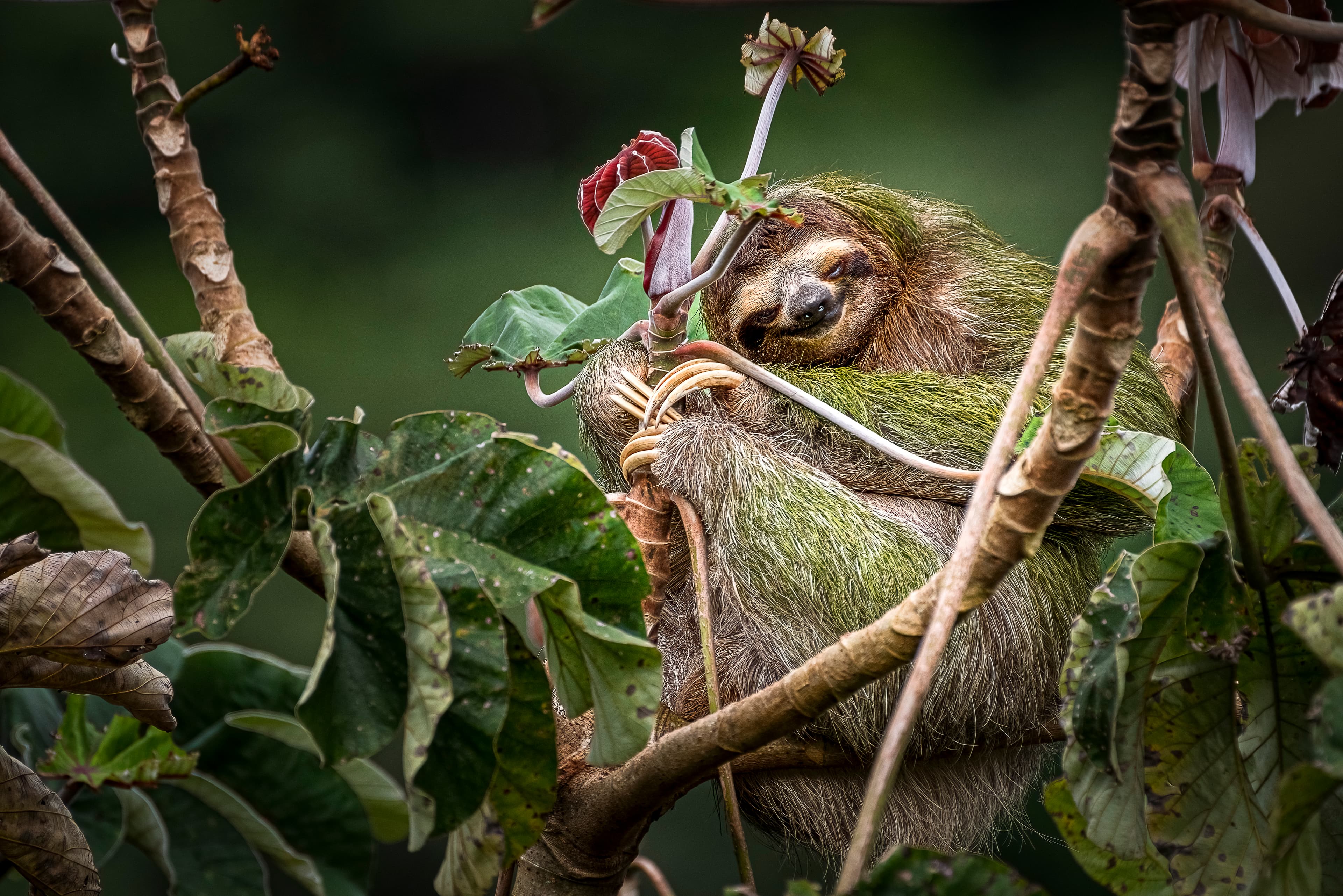 Best Places to See Sloths in Costa Rica