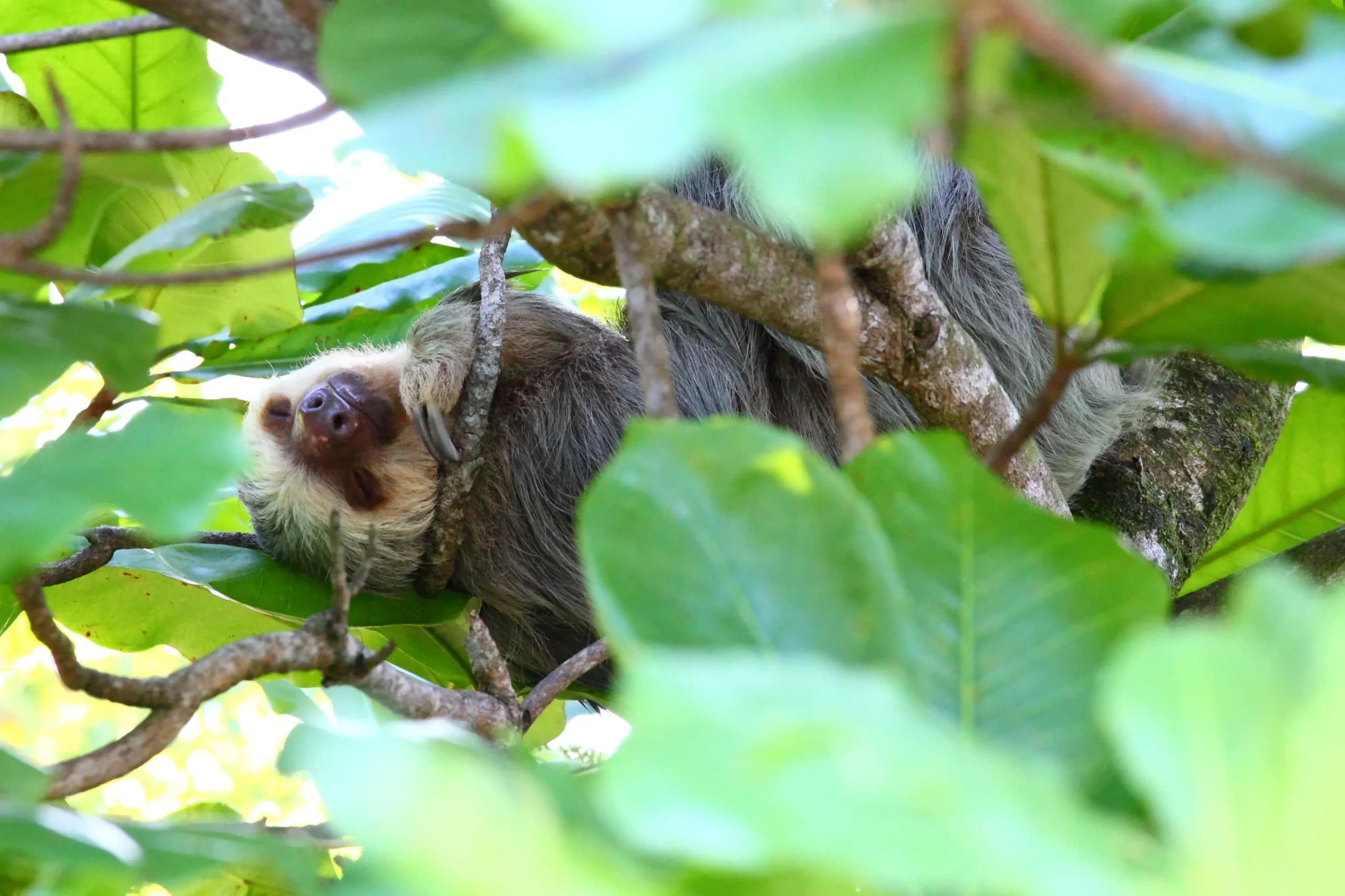Sloth