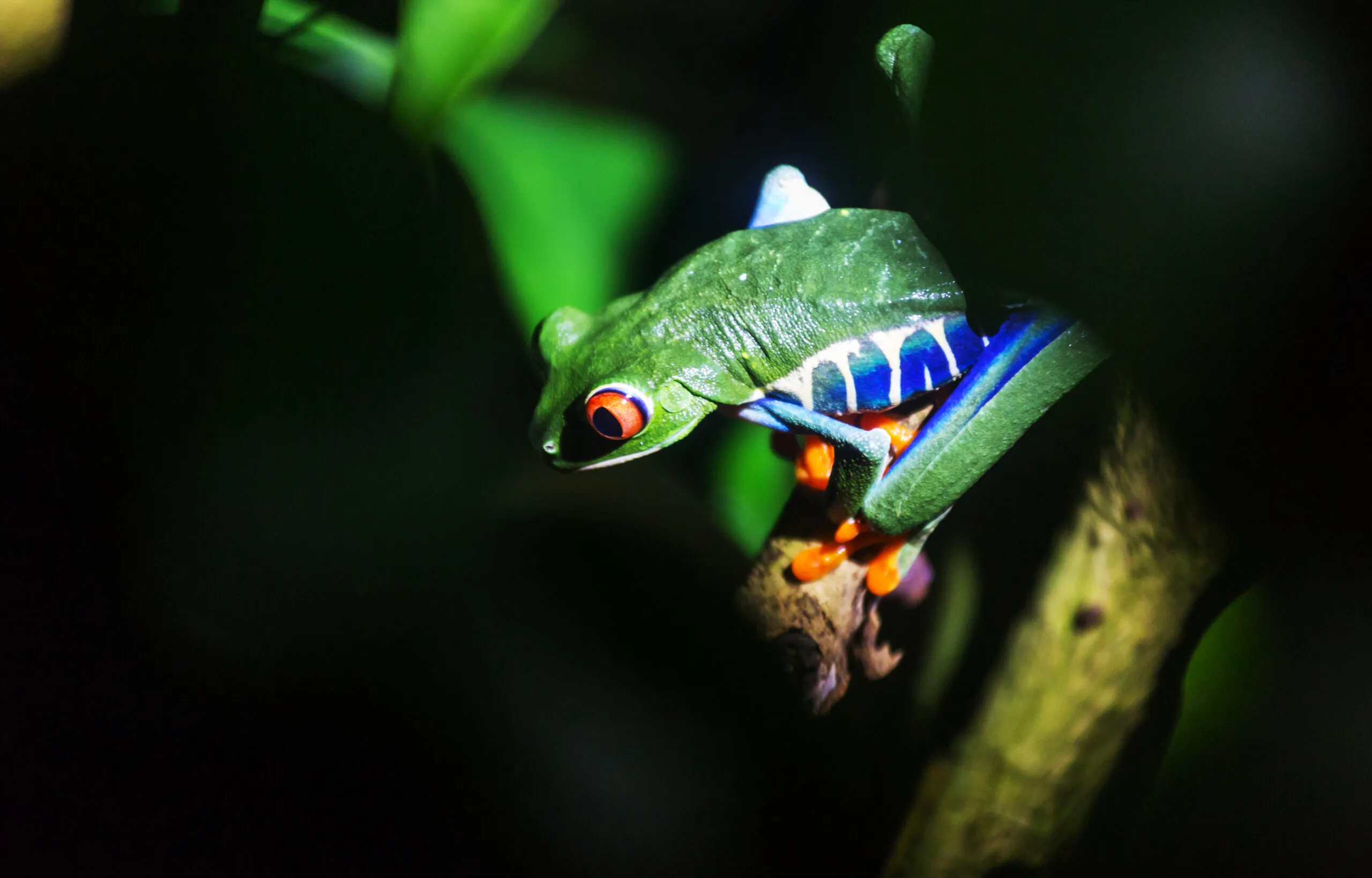 Frog Jungle Life