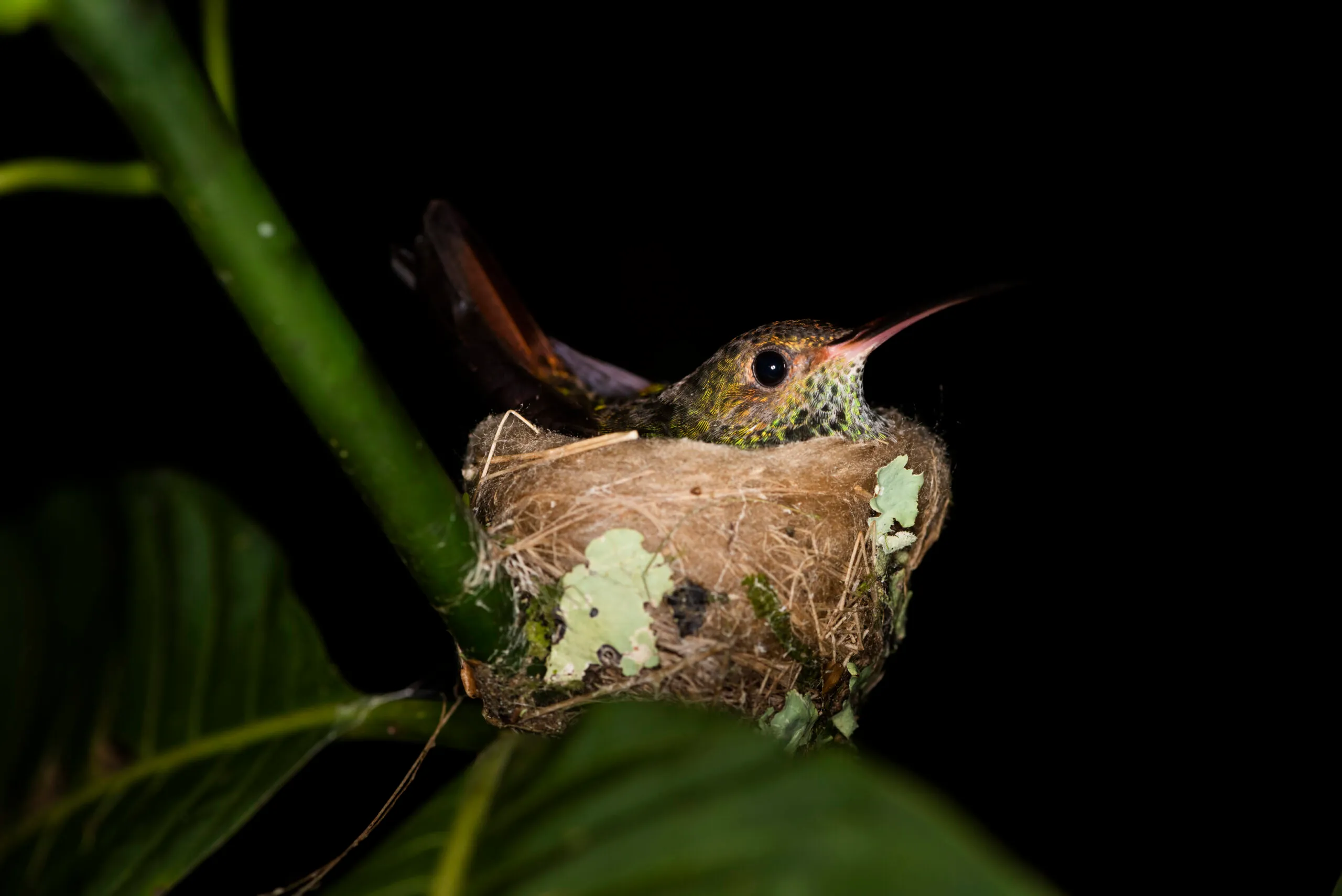 Rufous Tailed Hummingbird
