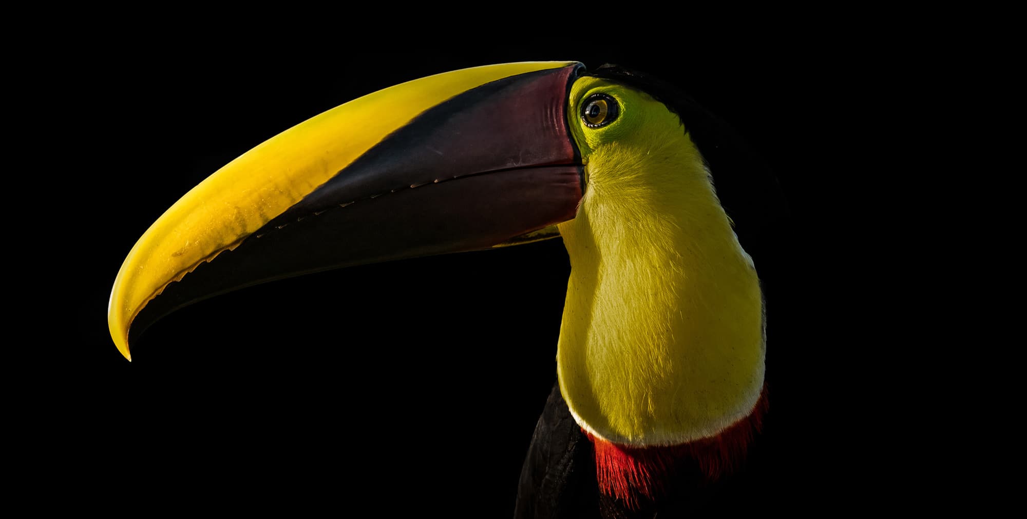 Tucan Elite