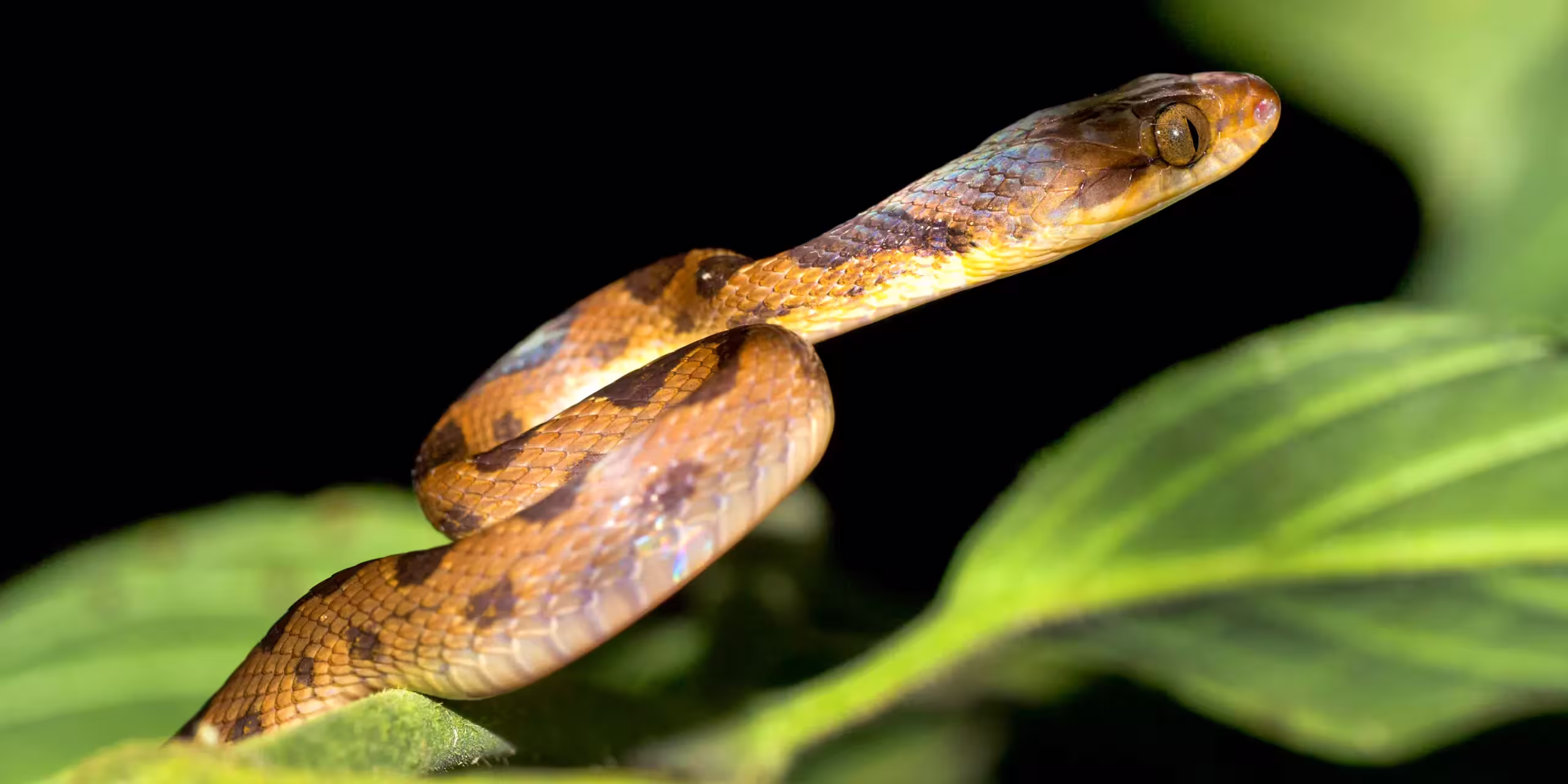 Jungle Night Tour in Costa Rica Rainforest