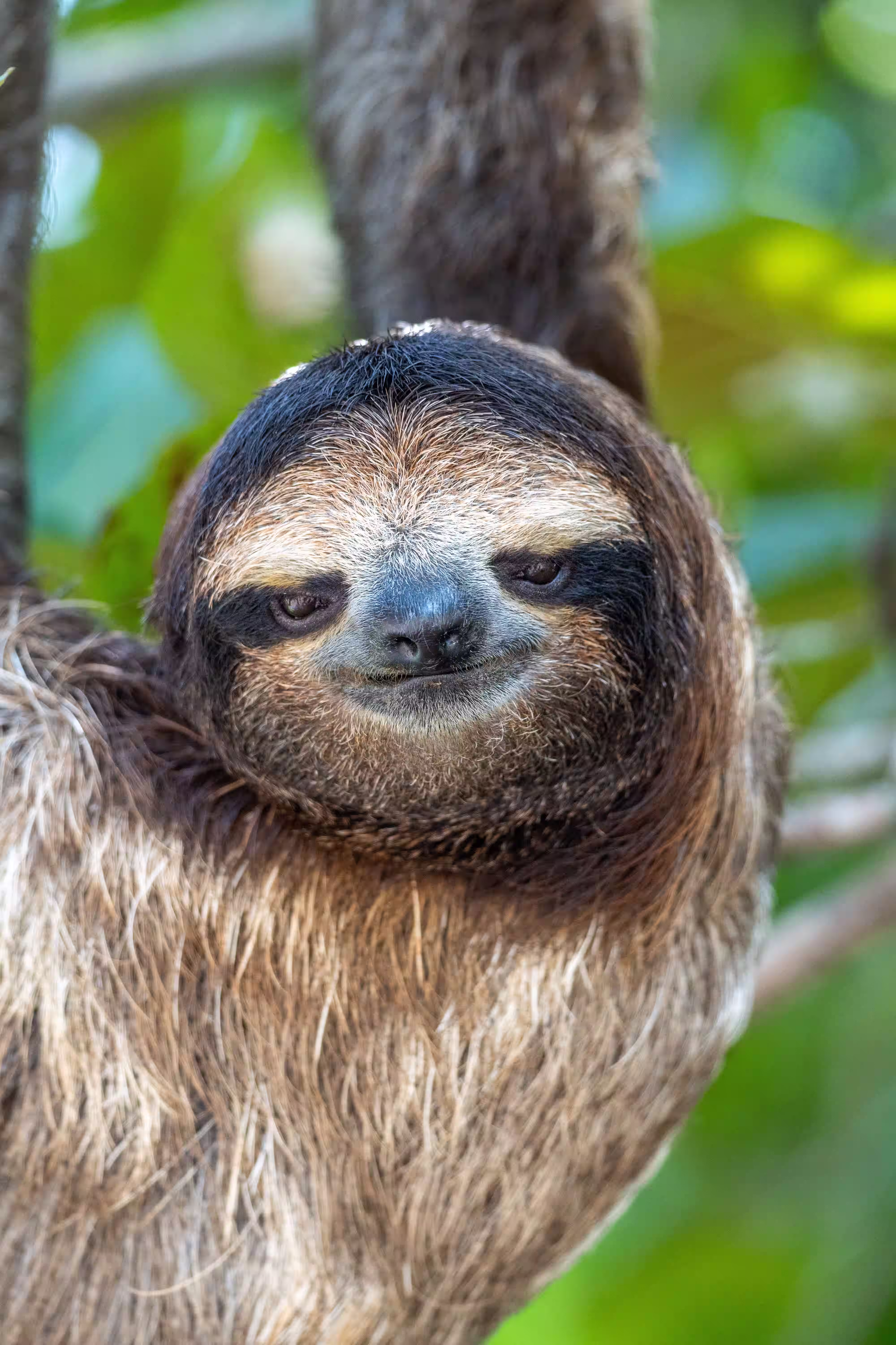 Sloth Tour in Costa Rica Rainforest