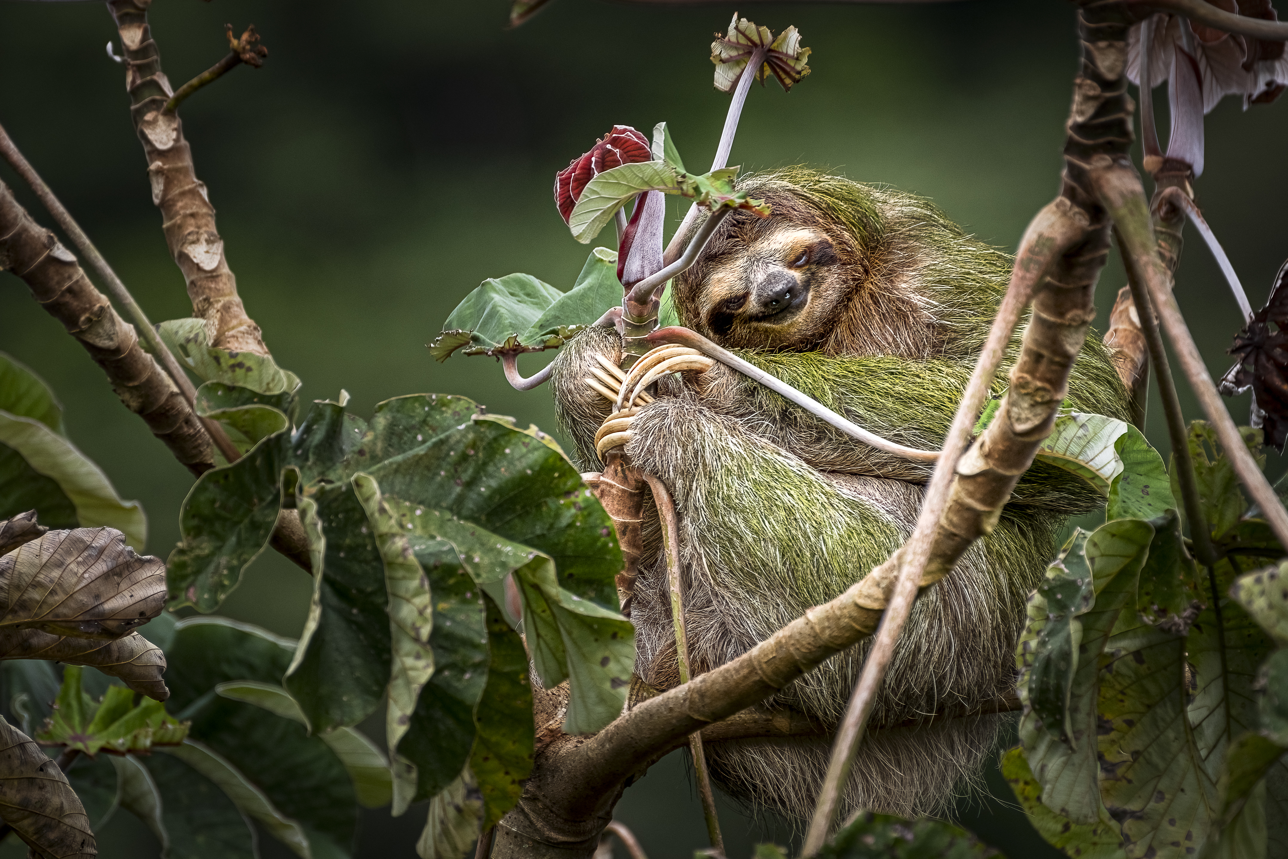 Brown Sloth On Tree With