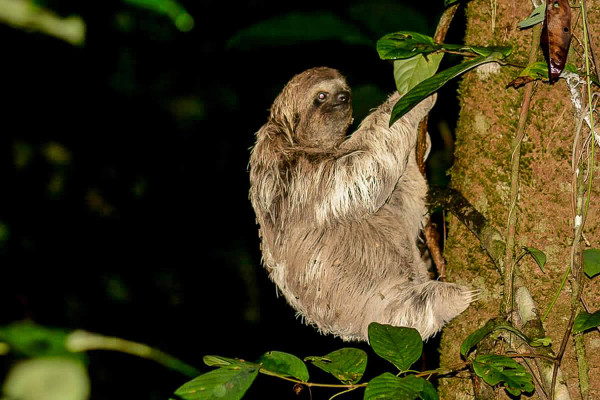 Sloths in Costa Rica rainforest