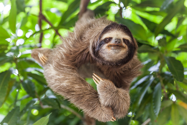 Sloth Tour Costa Rica