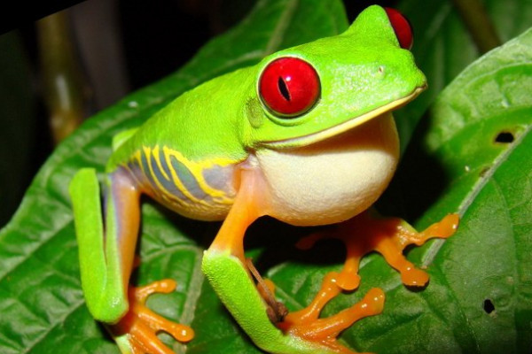 Frog in Bijagua Costa Rica
