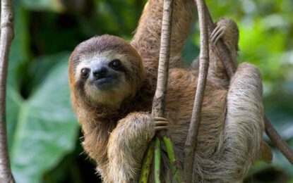 Sloths in Costa Rica. Complete guide with information, tours and prices.