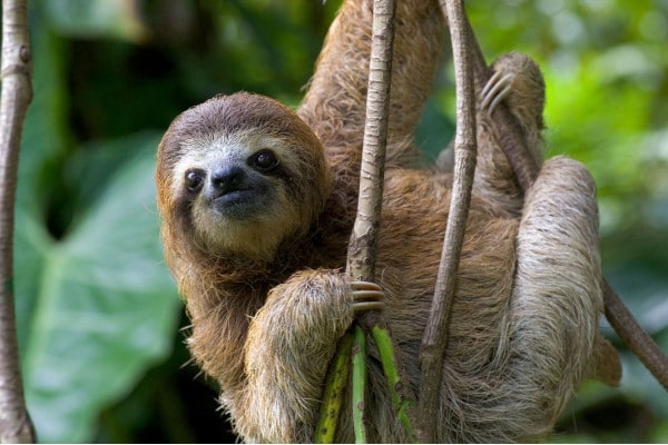Three toed Sloths in Costa Rica hanging from tree