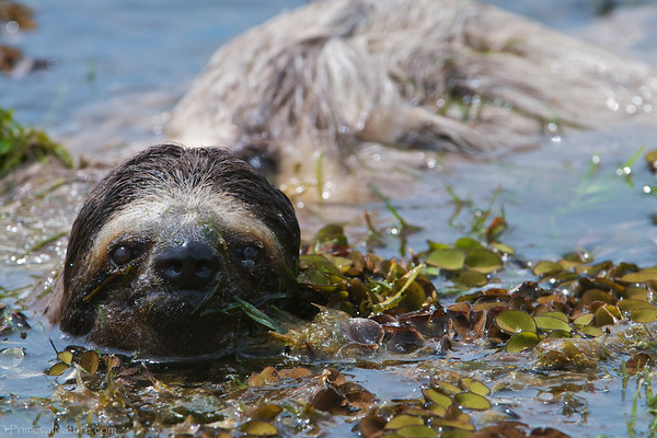 Sloth swimming in Costa Rica
