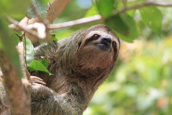 Sloth looking for food in a tree