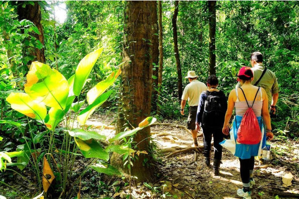 Group of tourists walking in the rainforest