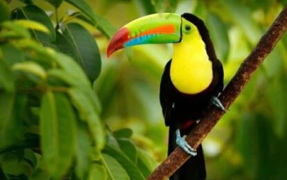 21 Birds of Costa Rica. A guide with species, seasons and where to see them.