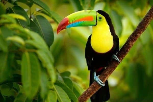 Birds of Costa Rica Toucan