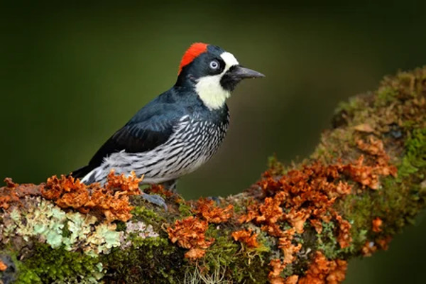 Birds in Costa Rica- Black cheeked woodpecker Costa Rica