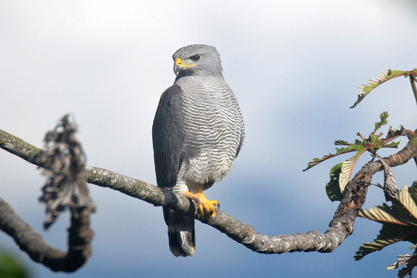 birds in costa rica-Grey hawk Costa Rica