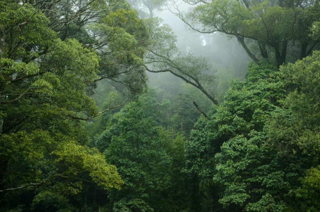 Rainforest Tours in Costa Rica - Sloths, Frogs,Toucans