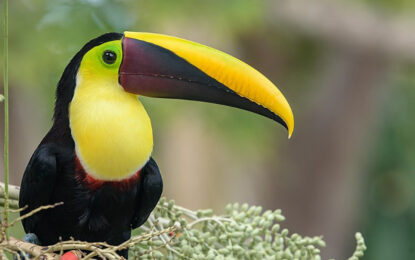 5 birds you must see in Costa Rica