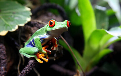 10 Exciting frogs in Costa Rica. Where and when to see them?