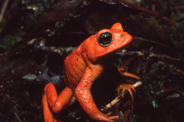 golden toad frogs in costa rica