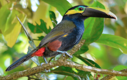 Toucans in Costa Rica ¿How many species could you find?