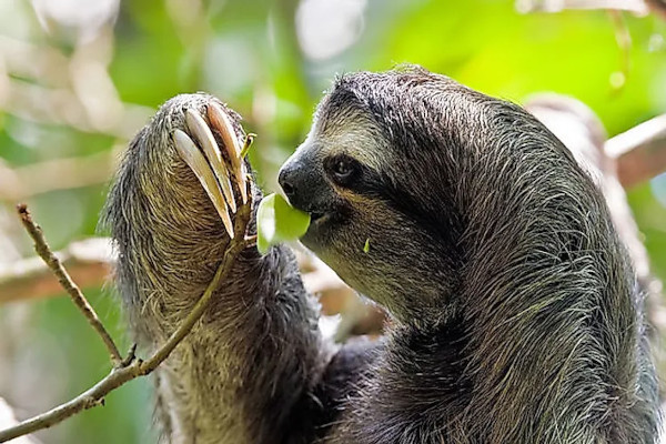 Brown-Throated Sloth eating 
tree leaves