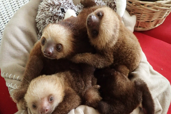 baby sloths  rescued by Indianapolis zoo