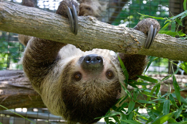Sloth hanging in a tree