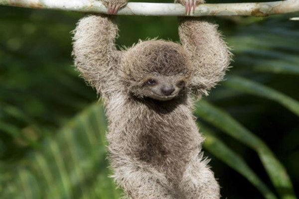 Sloth in the rainforest