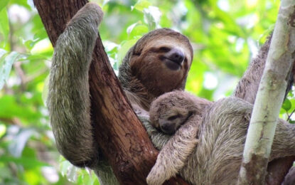 How many sloths are there in the world? Are they endangered?