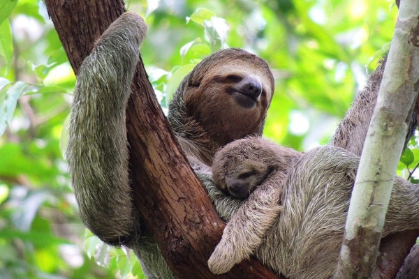 Sloth holding her baby