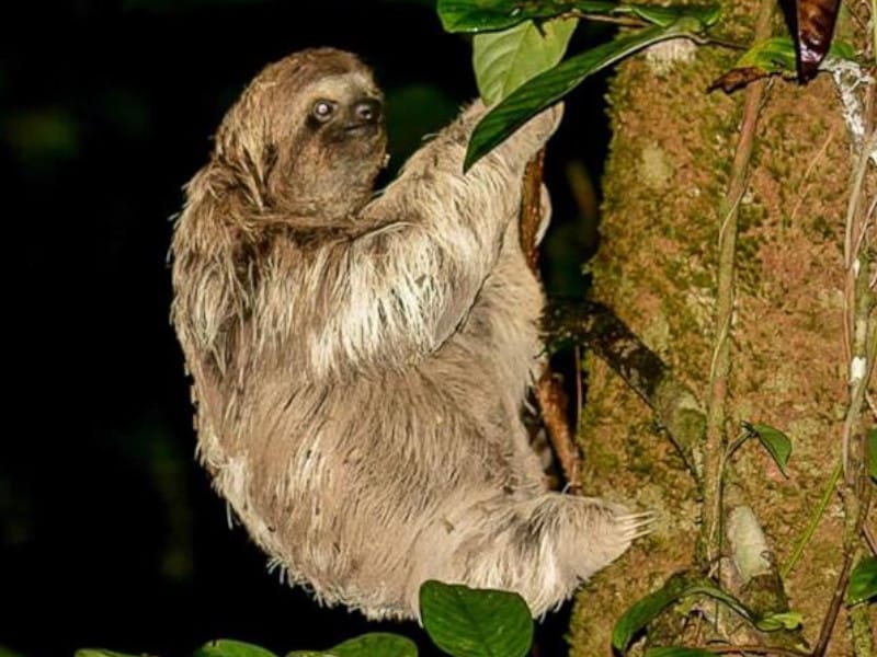 Sloth at night during watching tour