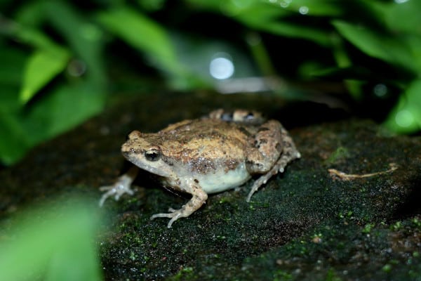 frogs in costa rica Narrow-mouthed Frogs(Microhylidae)