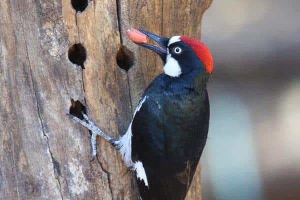 Acorn woodpecker feeding