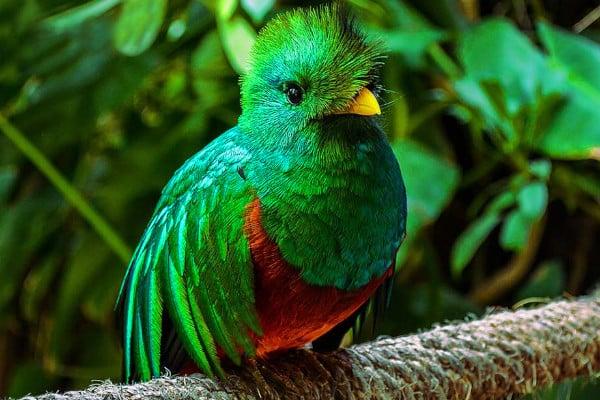 Birds in Costa Rica Quetzal
