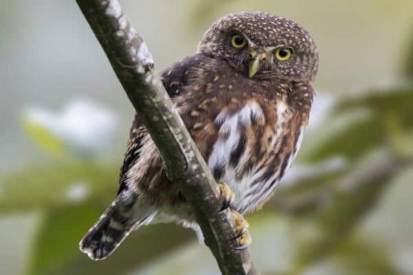 Costa Rica pygmy owl