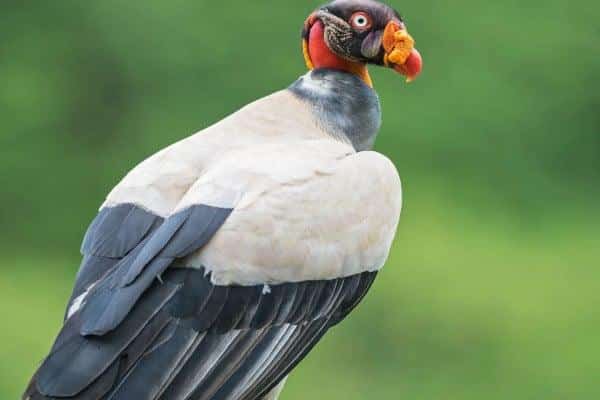 King Vulture Costa Rica