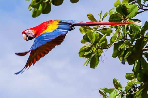 Scarlet Macaw flying