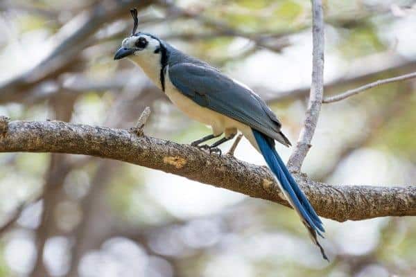 The white throated magpie jay