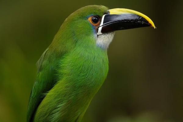 birds of costa rica emerald toucan