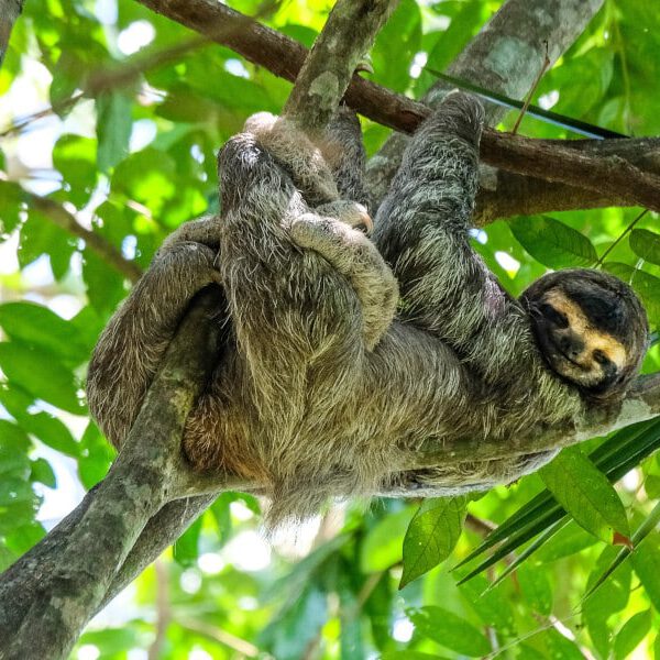 Perezoso en el árbol de Bijagua